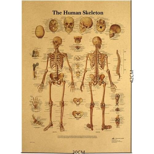 The Skeleton of The Body Structure Nervous System Poster Bar Home Decor Retro Kraft Paper Painting medicine Wall Sticker
