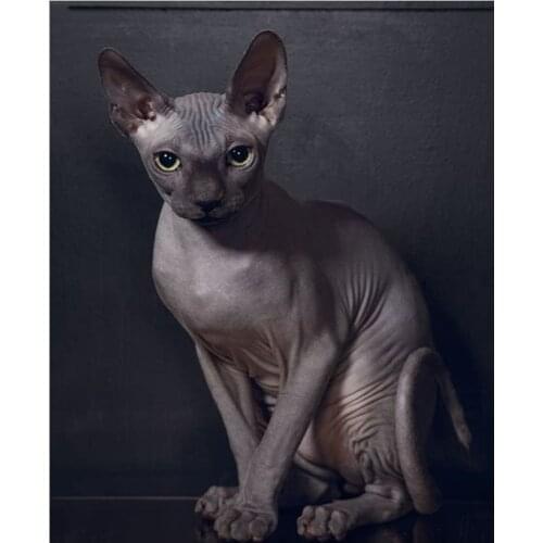 DIY 3D Diamond Embroidery sphynx cats Diamond Mosaic Sets Diamond Painting Animal Pictures Of Rhinestones Home Decoration L451