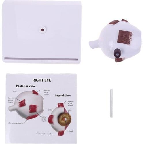 Human Right Eye Eyeball Model Cross Section Anatomical Glaucoma Display Study Teaching Tool