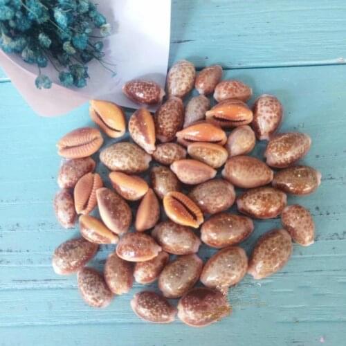 Natural conch shells and rare specimen fish tank aquarium landscaping decorative home furnishing collection