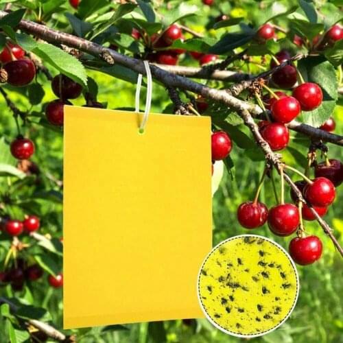 10Pcs Practical Fungus Gnats Aphids Garsum Sticky Trap Disposable Fruit Fly Sticky Trap Waterproof for Household
