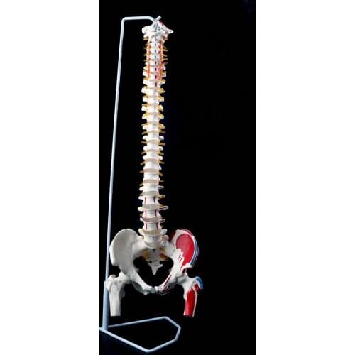 1: 1 human spine skeleton model with cervical lumbar discs color Muscle nerves spine skeleton