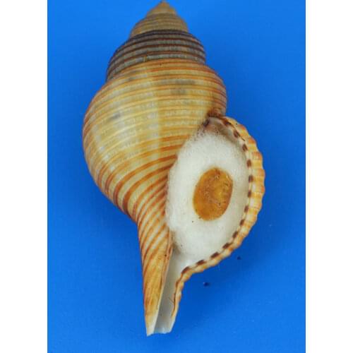 Rare Natural Turtle Shell Conch Specimen Seashells Fish Tank Landscaping Aquarium Decoration Nautical Beach Wedding Decor