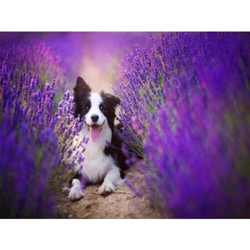 Animal Border Collie DIY Embroidery Cross Stitch 11CT Kits Needlework Craft Set Printed Canvas Cotton Thread Home Wholesale