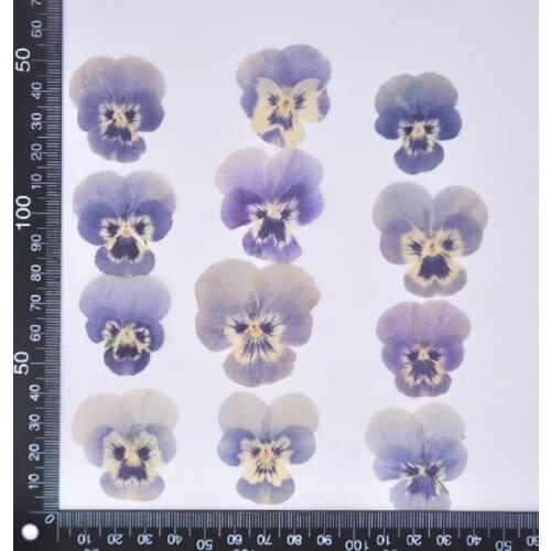 60pcs Pressed Dried Viola tricolor L. Pansy Flower Plant Herbarium For Jewelry Postcard Invitation Card Phone Case DIY
