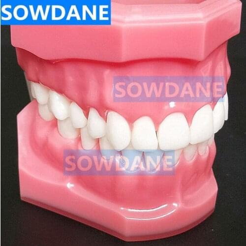 High Quality Dental 1:1 Orthodontic Teeth Model Standard Adult Tooth Model with 28 tooth Dentist Study Model
