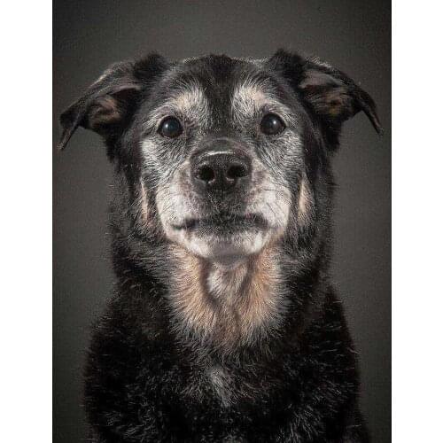 Customized photo,5d Diy Square Full Diamond Painting Cross Stitch Household Decoration Dog Diamond Mosaic Embroidery 3d Painting