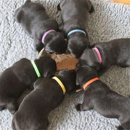 12Colors/Bag Nylon Pet Collar Soft Adjustable Reusable Identification Collars for Small Dog Cat Puppy