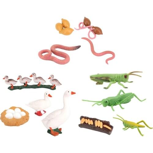 4 Stage Growth Cycle Model Life Cycle Animal Models Child Imagination Toys