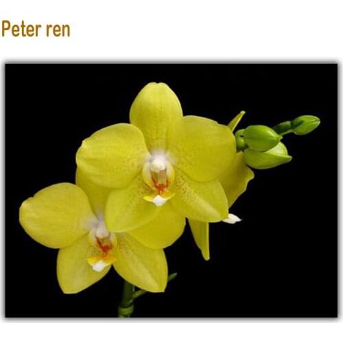 Yellow butterfly orchid Diamond embroidery Full coverage square diamond mosaic Diy Diamond painting cross stitch Arts and crafts
