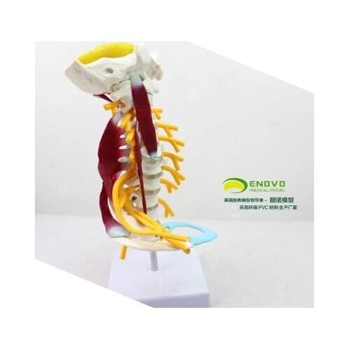 Medical human cervical vertebra model Cervical muscle nerve