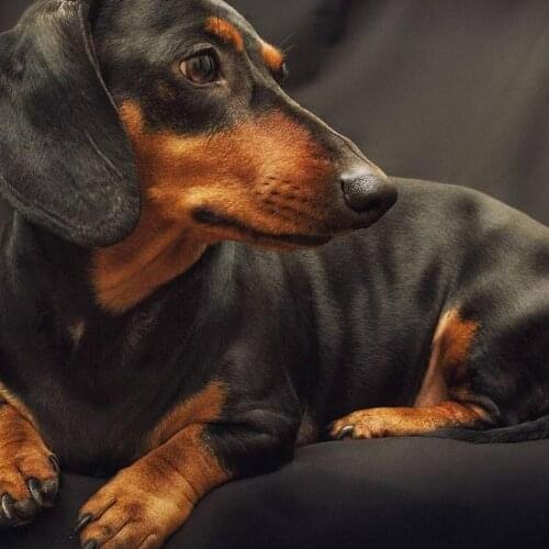 Diamond painting Dachshund rhinestones full square round drill Diy 5d diamond embroidery animal cute Dog cross stitch mosaic art