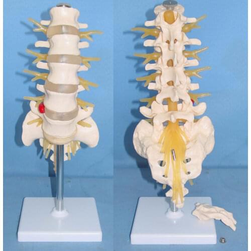 Heymodel 1:1 Human Lumbar Model with Coccyx Medical Teaching Model Five Section Lumbar Spine Skeleton Model Medical Supplies