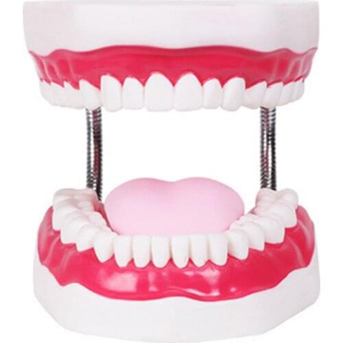 Drop Shop. Dental Brushing Model and Giant Tooth Teaching Study Brushing Tooth Model Tools