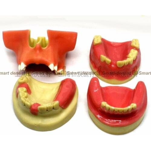 Quality Dental implant training model Oral implant training practice model Maxillary sinus lifting exercises Dental mold
