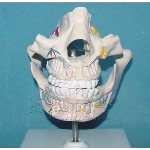 Dental anatomy model dental care model oral care model teaching medical model
