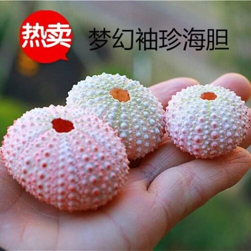 Free Shipping Natural Conch Dreamy Pink Sea Urchin Shell Window Display Decoration DIY Wall Stickers Air Pineapple Pot