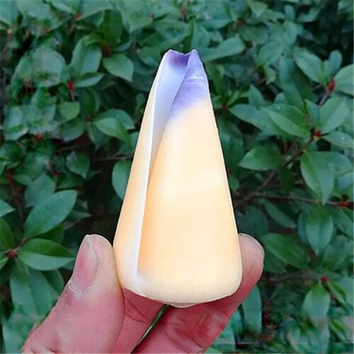 Girly Conch Natural Rare Conch Shell Specimen Conch Fish Tank Landscaping Aquarium Decoration Mediterranean Style Ornaments