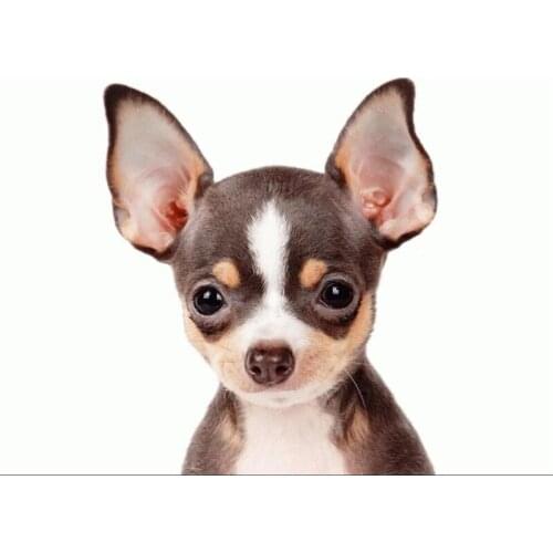 5D DIY Diamond Painting Full Drill Diamond Embroidery Big ear chihuahua dog Rhinestone Mosaic Decor Home C351