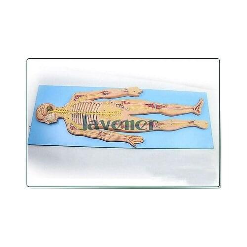 Mini Human Anatomical The Nervous System Of The Body Anatomy Medical Model