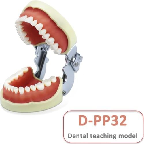 D-PP32 Removable Dental Model Tooth Arrangement Practice Model With 32 pcs Dental Granule and Screw Teaching Simulation