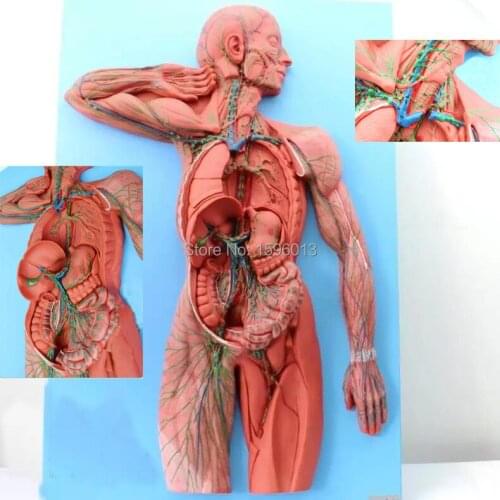 Human Lymphatic System model