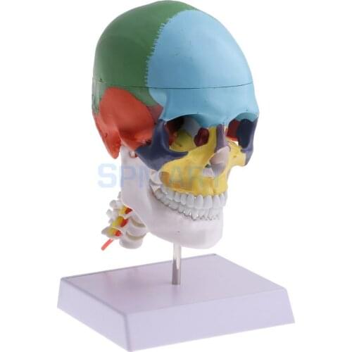 1:1 Colored 22 Parts Human Head Skull with Cervical Vertebra Medical Study Skeleton Model Display Lad Supplies