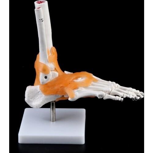 1: 1 Human Skeleton Human Model Joint Medical Anatomy Ankle Ligament Anatomically Teaching Resource Tool