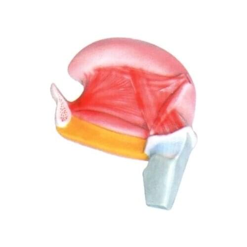 Tongue structure Tongue muscle model Human tongue muscle teaching simulation model 18*15**5cm free shipping