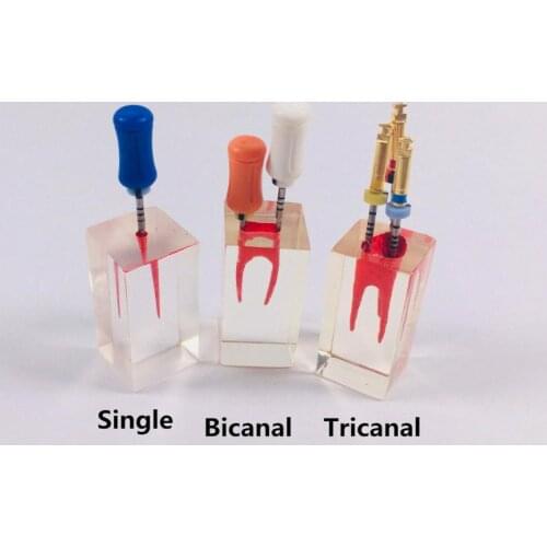 3Pcs Dental Endodontic Rotary Files RCT Practice Block Root Canal Teeth Study Model Single&Bicanal&Tricanal