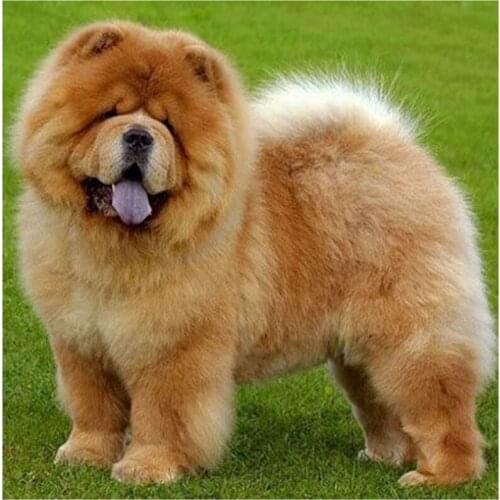 5D DIY Full Round/Square Diamond Painting Animal Dog 3D Embroidery Cross Stitch Rhinestone Mosaic Home Decor Gift Y1250