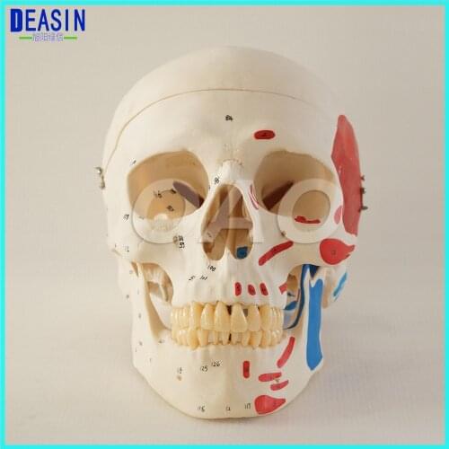 Skull model extraoral model dental tooth teeth dentist anatomical anatomy model odontologia
