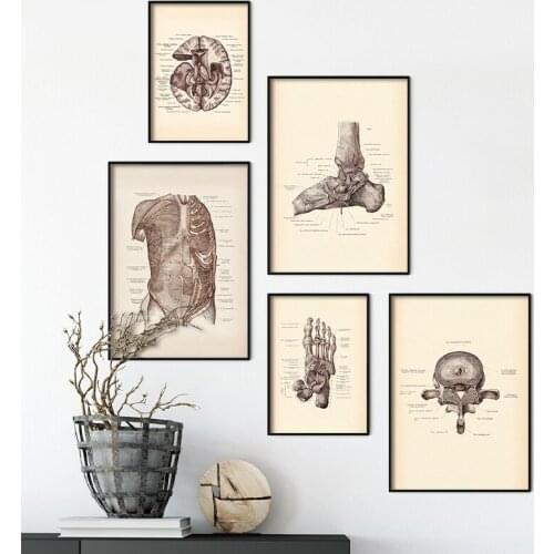 Human Anatomy Artwork Medical Wall Picture Skeleton Spinal Organ System Vintage Poster Canvas Print Body Education Painting