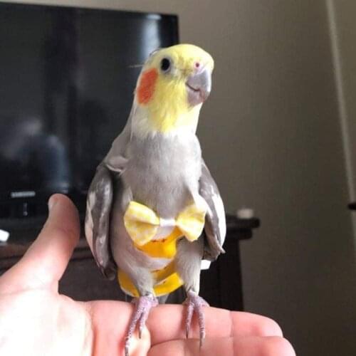 Reusable Parrot Flight Suits Diaper Bird Flying Suit Liners Nappy Pee Pad