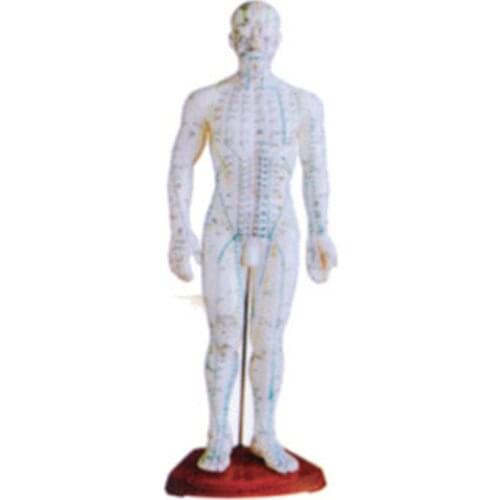 Chinon 46CM Male Body Acupuncture And Moxibustion Manikin Model Traditional Chinese Medicine Model Medical Science BIX-Y1010