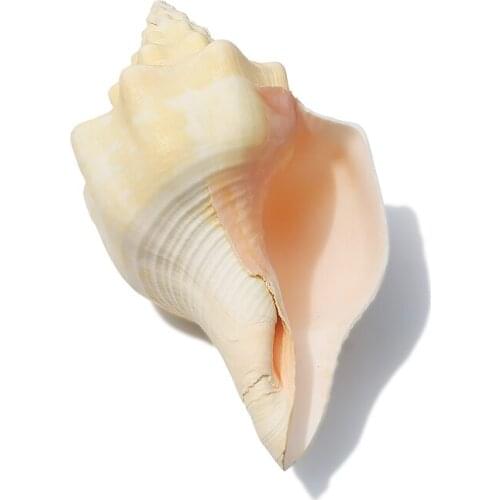 Blowing Device Conch Free Shipping Natural Conch and Shell Yellow Vortex Conch Collection Conch Decoration Fish Tank Aquarium
