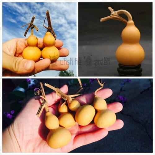 DIY Home Decor 10 Pcs Selected Natural Mini Gourd 4-6CM Cute Craft Gift Garden House Decoration