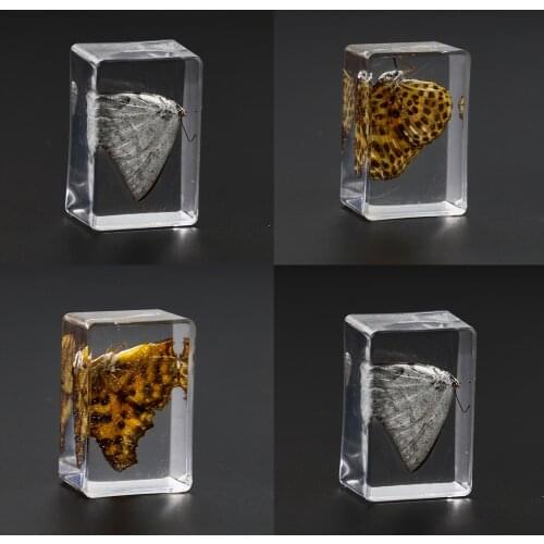 3D Amber Crystal Butterfly Insect Specimen Biological Teaching Display Specimen Paperweight Center Home Decor Collection Crafts