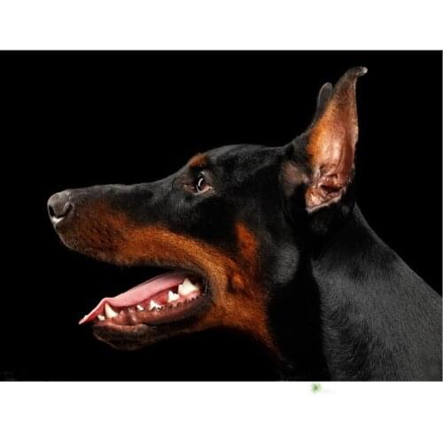 DIY 5D Diamond Mosaic Dog Diamond Painting Doberman Pinscher Cross Stitch Kit Diamond Embroidery animal Pattern Rhinestone AZ858