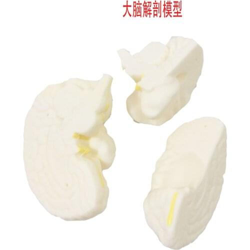 Cerebral Anatomic Model Cerebral Vascular Distribution Model Cerebro Cerebellar Brainstem Nervous System Brain Anatomical Model