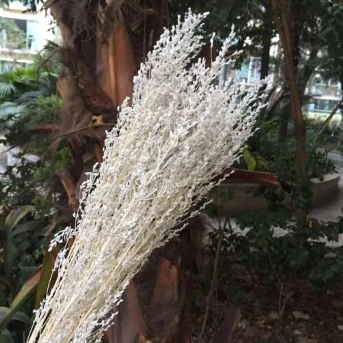 50g/35-40cm,Natural Dried White grass Bouquet,Real Display arrange flowers Eternal Grass For Home wedding party Decoration