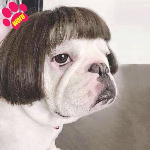 WOFUWOFU Accessori Feste The Dog Face，Parrucca Per Gatti Divertente, Animali Domestici, Pet Copricapo