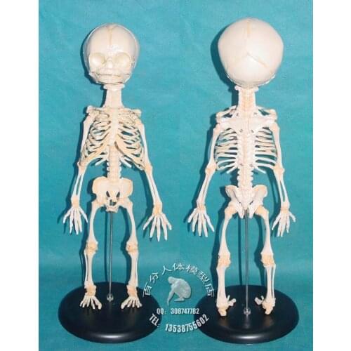 PVC baby skeleton mannequin human skeleton model sketch model of human fetal bone specimens model