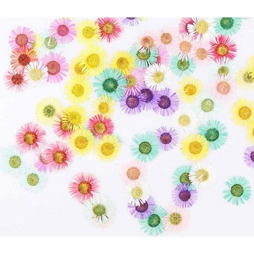 12pcs Pressed Dried Erigeron Annuus Flower Plants Herbarium For Wedding Party Home Pendant Necklace Craft DIY Accessories