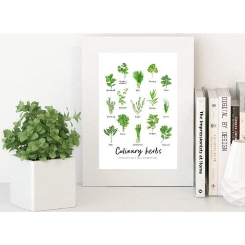 Culinary Herbs Watercolour Painting Art Prints Kids Learning Educational Poster Nature Study Nursery Wall Canvas Painting Decor