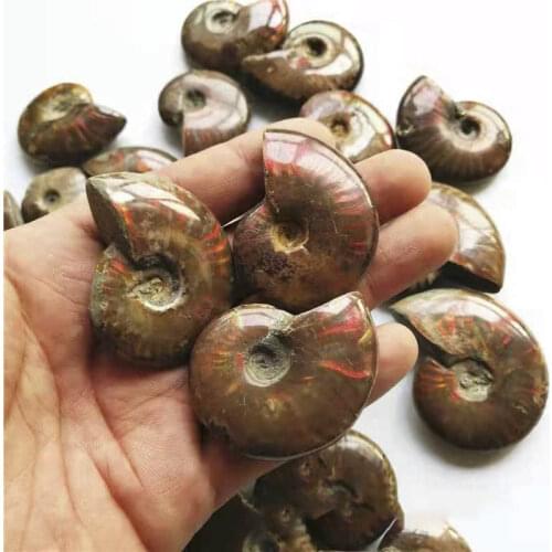 Madagascar Ammolite Screw Fossil Formed Ore Specimen Collection Colored Jewels Gemstone Stones and Crystal Feng Shui Decoration