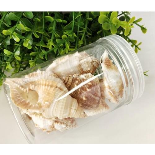 1box sea conch sea star Snail Cat Sea Snail Natural Shell Fish Tank Landscape Design Home Decoration Scallop Fish Specimens