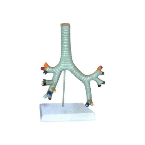 Tracheal bronchus Lung segment bronchial model organ model teaching demonstration model 16*5*23cm