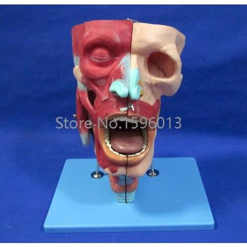 Nasal,Oral,Pharynx and Larynx Cavity Model, Nasal Model with Oral, Pharynx and Larynx ,Respiratory System Model
