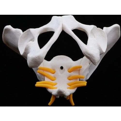 Small Size Human Female Pelvic Skeleton Anatomical Model, 13 x 10 x 9 cm